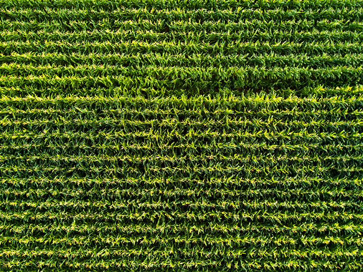 Green corn field from above