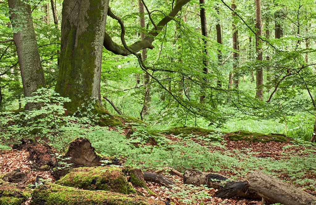 Grüner Wald mit Totholz auf dem Boden
