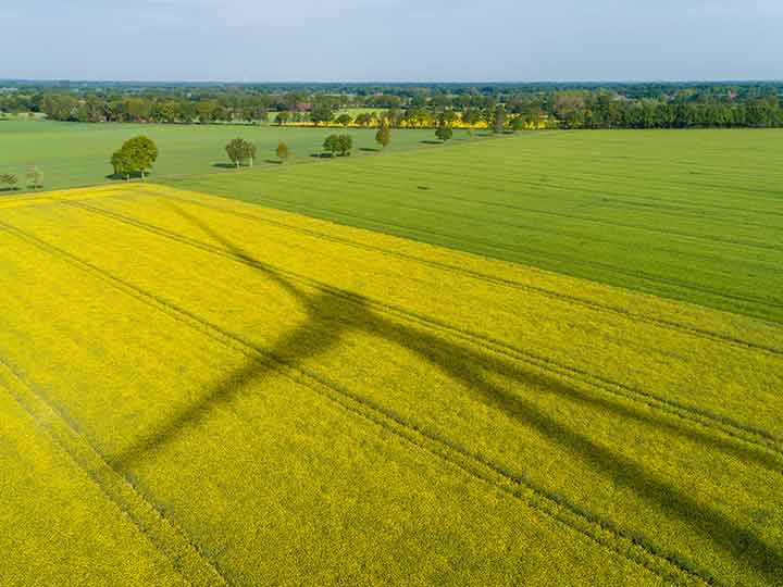 Der Schatten eines Windrades zeichnet sich auf einem gelb blühenden Rapsfeld ab