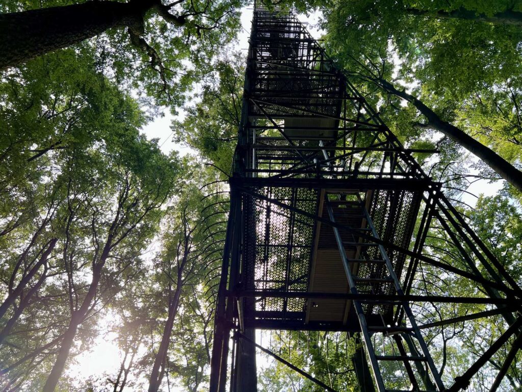 Ein hoher Turm aus Metall von unten fotografiert, drumherum stehen verschiedene Bäume in einem Wald