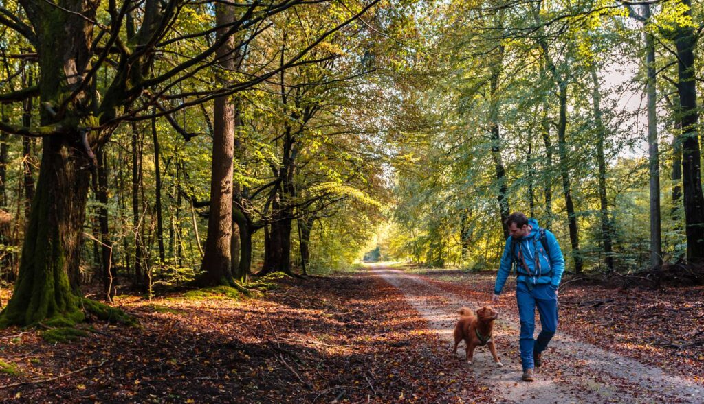 Ein Mann geht mit einem Hund durch den Wald